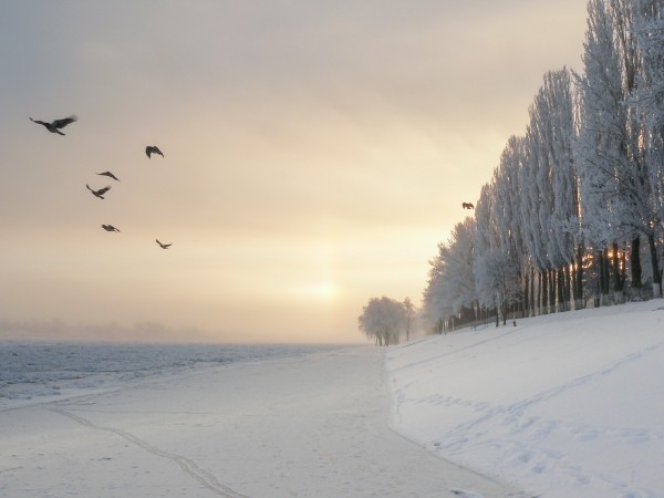 Winter fog flight by pikey_ph